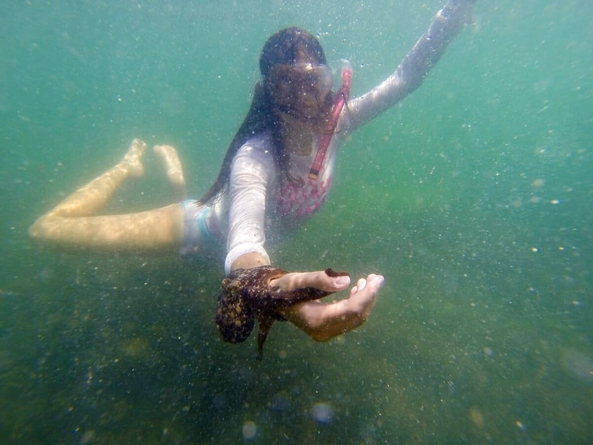 Microplásticos en pulpos mayas: 94% están contaminados